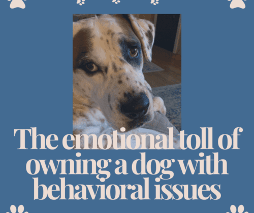 dog with behavioral issues